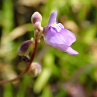 Utricularia caerulea L.